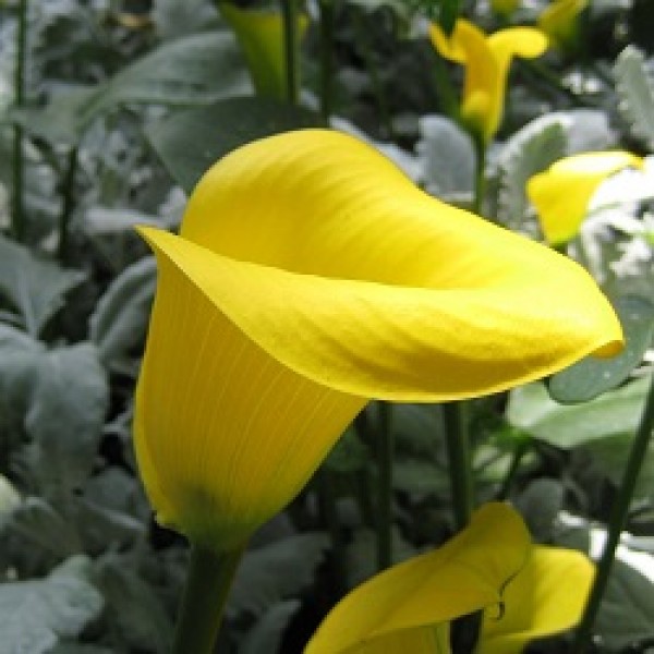 Calla Lily Bulbs (Yellow, 4 Bulb)